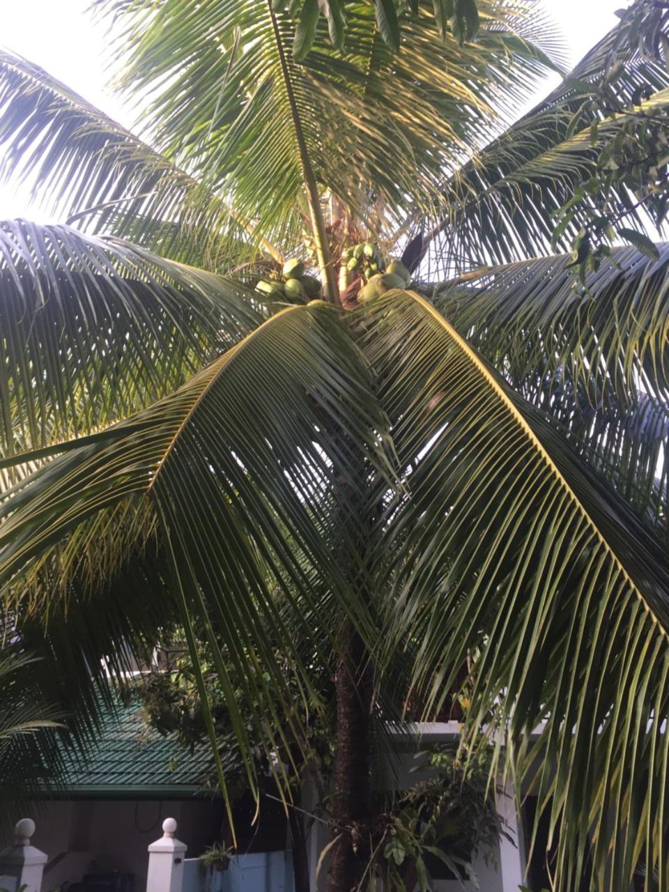 Damith Guest House Unawatuna Dış mekan fotoğraf